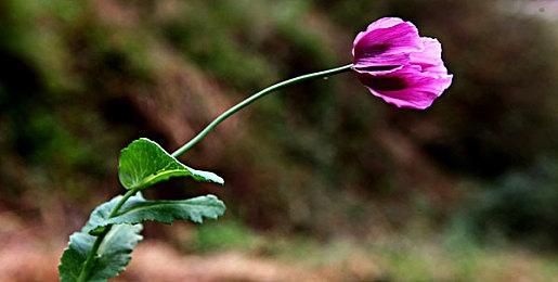 《工房库：噩梦历险记》 登陆Switch 经典奇幻名作